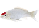 Mojo - Tancho Koi Carp