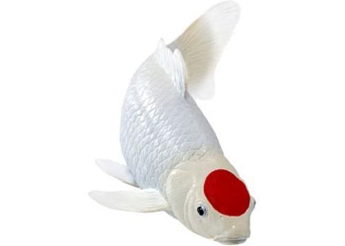 Mojo - Tancho Koi Carp