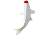 Mojo - Tancho Koi Carp