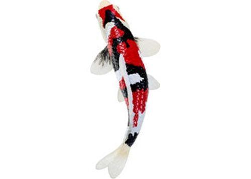 Mojo - Showa Sanshoku Koi Carp