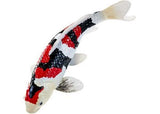 Mojo - Showa Sanshoku Koi Carp