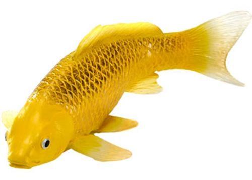 Mojo - Kin Matsuba Koi Carp