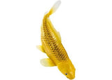 Mojo - Kin Matsuba Koi Carp