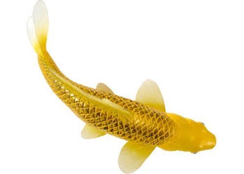 Mojo - Kin Matsuba Koi Carp