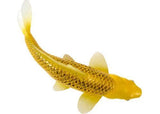 Mojo - Kin Matsuba Koi Carp
