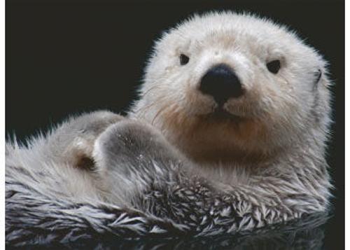 Ravensburger - Adorable Little Otter Puzzle 500 Pieces