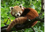 Ravensburger - Cute Red Panda Puzzle 500 Pieces