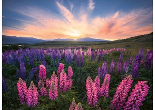 Ravensburger - Lupines Puzzle 500 Pieces