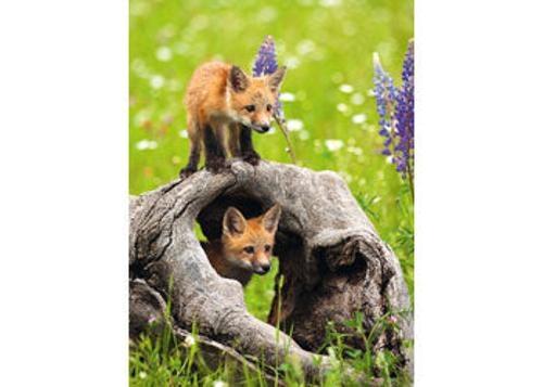 Ravensburger - Curious Foxes Puzzle 300 Pieces