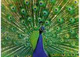 Ravensburger - Peacock Puzzle 500 Pieces
