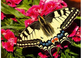 Ravensburger - Butterfly Puzzle 500 Pieces