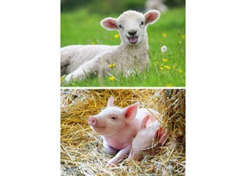 Ravensburger - Farm Animals Babies Puzzle 2x12 Pieces