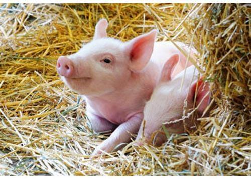 Ravensburger - Farm Animals Babies Puzzle 2x12 Pieces