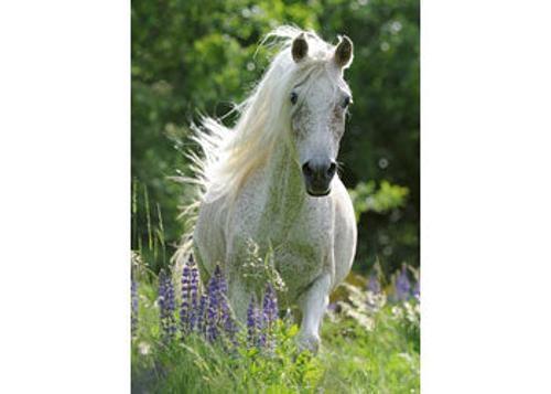 Ravensburger - Horse in Flowers Puzzle 100 Pieces