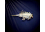 Aqua Dragons - Underwater World Box Kit