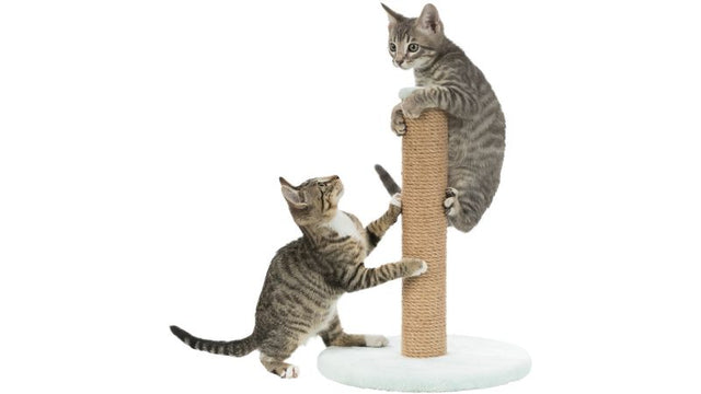 Mint-colored 42cm cat scratching post designed for young cats to promote healthy scratching behaviors.