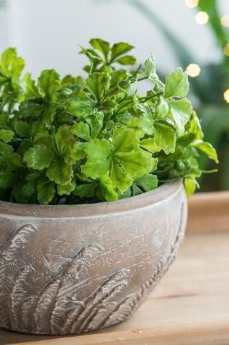 Terracotta Planter - 230 X 230 X 125