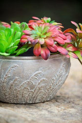 Terracotta Planter - 230 X 230 X 125
