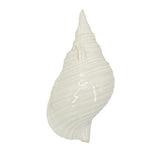 Seashell