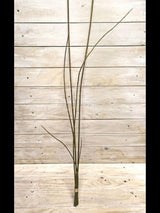 Artificial Horsetail Bundle - X 5 (Brown)