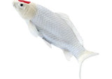 Mojo - Koi Carp - Tancho Koi (red dot) 2025