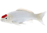 Mojo - Koi Carp - Tancho Koi (red dot) 2025