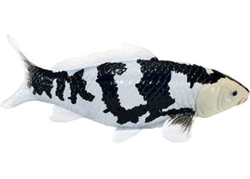 Mojo - Koi Carp - Shiro Utsuri Koi 2025