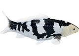 Mojo - Koi Carp - Shiro Utsuri Koi 2025