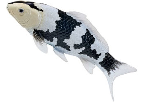 Mojo - Koi Carp - Shiro Utsuri Koi 2025