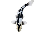 Mojo - Koi Carp - Shiro Utsuri Koi 2025