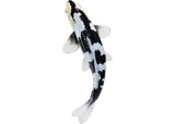 Mojo - Koi Carp - Shiro Utsuri Koi 2025