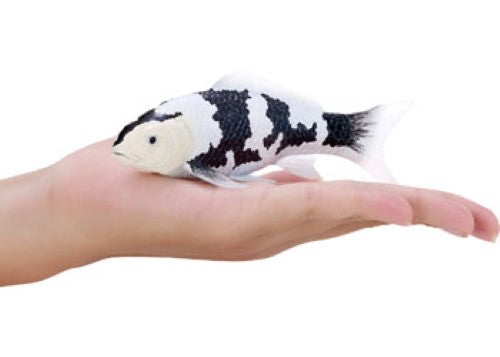 Mojo - Koi Carp - Shiro Utsuri Koi 2025