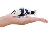 Mojo - Koi Carp - Shiro Utsuri Koi 2025