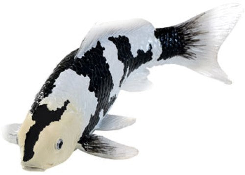 Mojo - Koi Carp - Shiro Utsuri Koi 2025