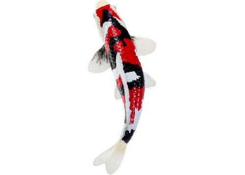 Mojo - Koi Carp - Showa Sanshoku Koi 2025