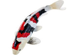 Mojo - Koi Carp - Showa Sanshoku Koi 2025
