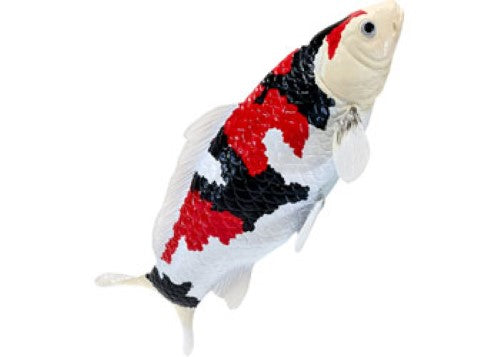 Mojo - Koi Carp - Showa Sanshoku Koi 2025
