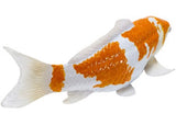 Mojo - Koi Carp - Ochiba Shigure Koi 2025