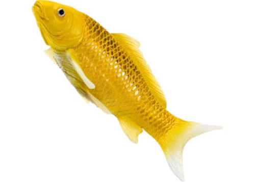 Mojo - Koi Carp - Kin Matsuba Koi (Gold) 2025