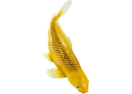 Mojo - Koi Carp - Kin Matsuba Koi (Gold) 2025