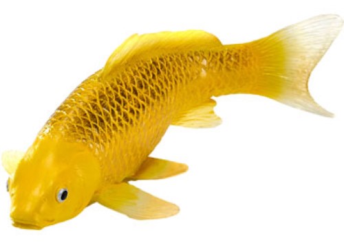 Mojo - Koi Carp - Kin Matsuba Koi (Gold) 2025