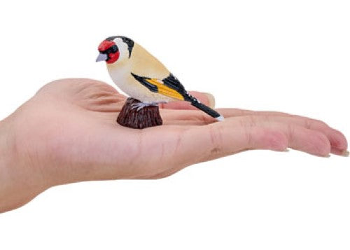 Mojo - European Goldfinch 2025