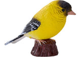 Mojo - American Goldlfinch 2025
