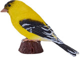 Mojo - American Goldlfinch 2025