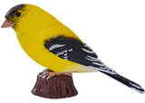 Mojo - American Goldlfinch 2025