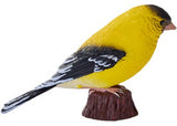 Mojo - American Goldlfinch 2025
