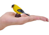 Mojo - American Goldlfinch 2025