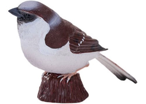 Mojo - House Sparrow 2025