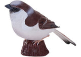 Mojo - House Sparrow 2025