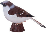 Mojo - House Sparrow 2025
